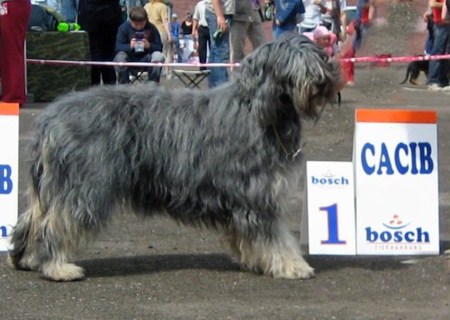 Eira Do Monte Da Bica | Portuguese sheepdog 