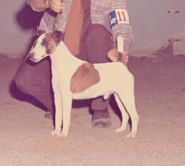 Ashgate Pied Piper | Smooth Fox Terrier 