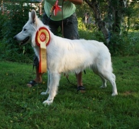 Barvestad's Bellizzima | White Swiss Shepherd Dog 