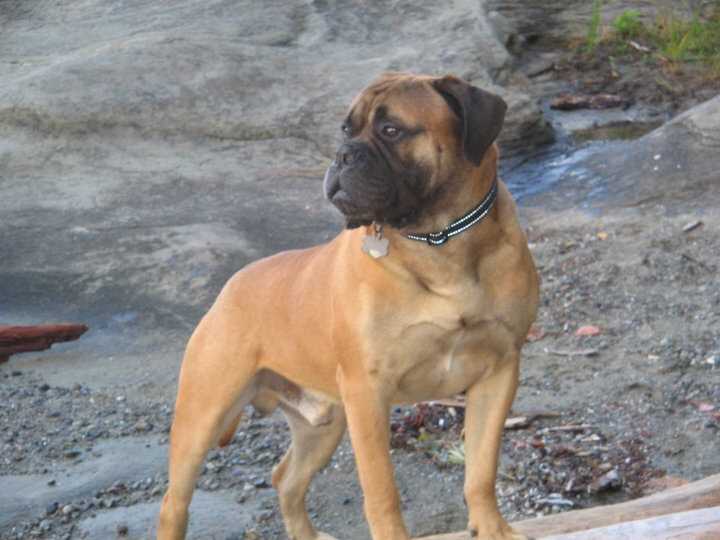 Shayla's Magic Jack O'Breeze | Bullmastiff 