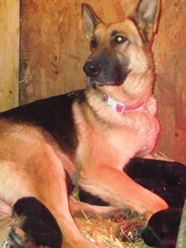 Whispering Pines Heidi Natl. | German Shepherd Dog 