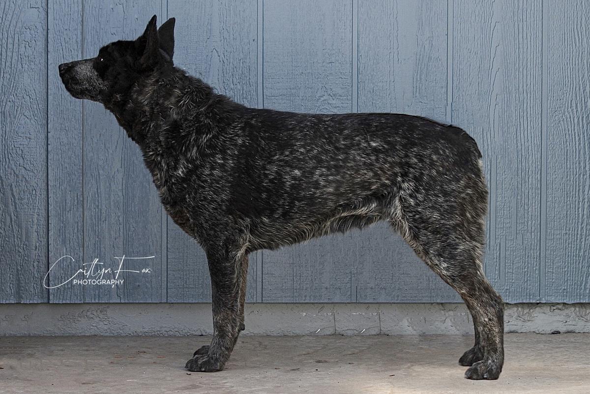 Jodi's Evy | Australian Cattle Dog 