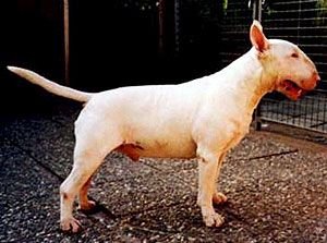 Magnum Van Der Alten Veste | Bull Terrier 