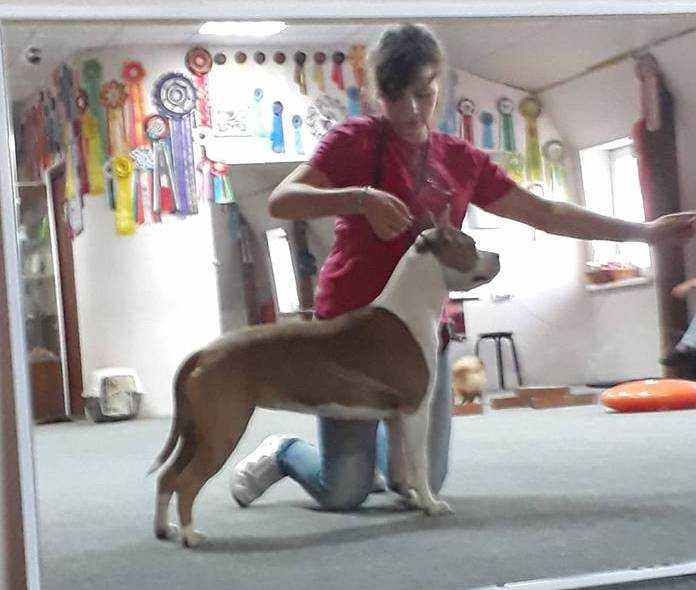 Taiger land Roksalana | American Staffordshire Terrier 