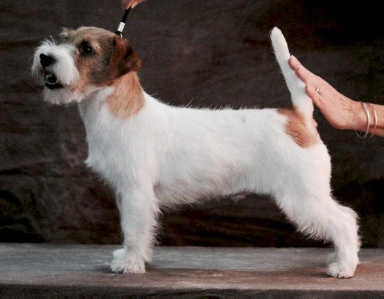 All In Wonder | Jack Russell Terrier 