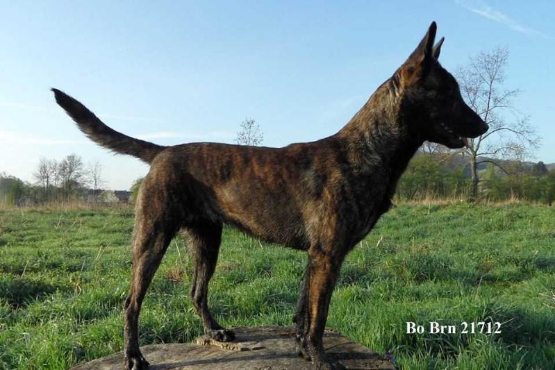 Bo (Mr. C. Geelen, Wijlre.) (BRN  21712) | Dutch Shepherd 