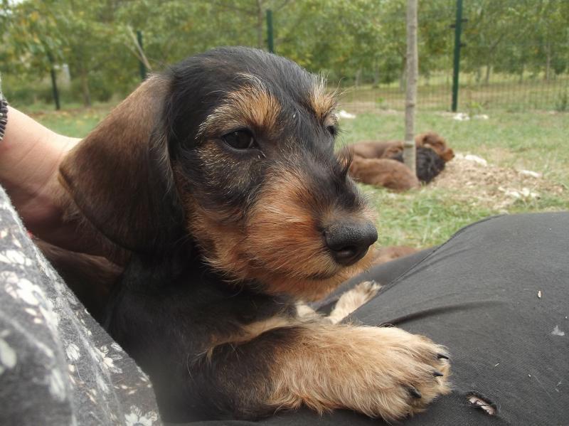 Tchéquie des petits rois de kladska | Dachshund 