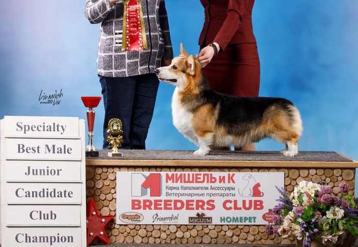 Knight Of Love iz Imperii Adamant | Pembroke Welsh Corgi 