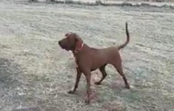 Crazy Mtn Midnite Duke | Redbone Coonhound 