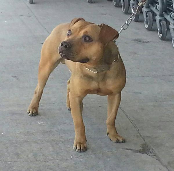 HUASTEKITA´S BUCK | American Pit Bull Terrier 