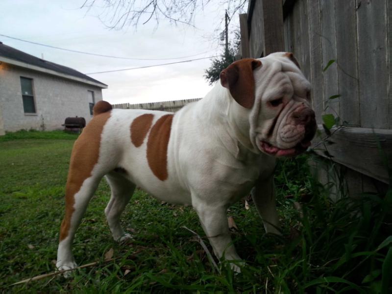 Wide Mouth Pandora | Olde English Bulldogge 