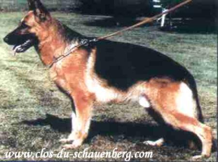 Olk du Clos du Schauenberg | German Shepherd Dog 