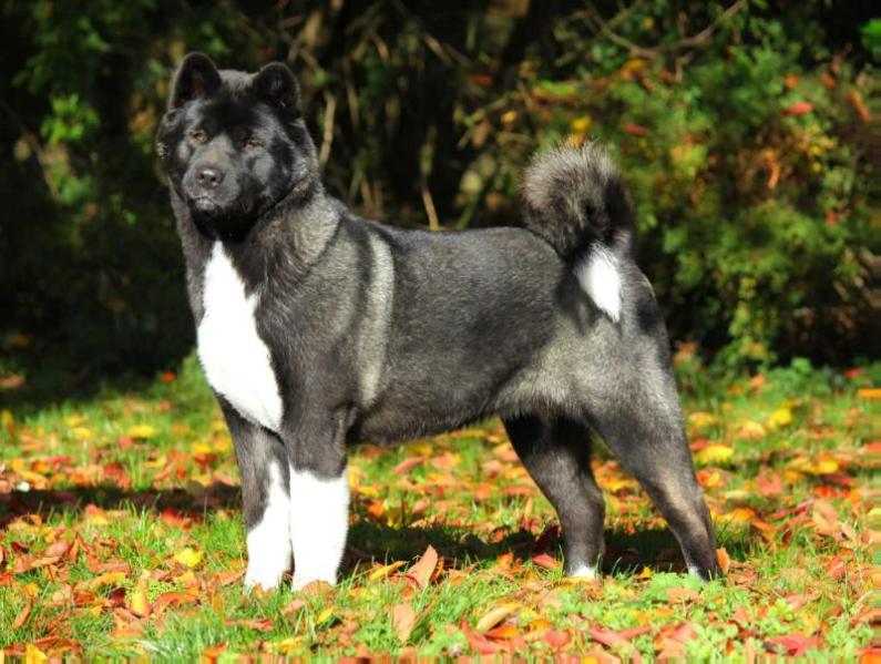 Algarin's Orients Pride Hail BlackIce At Sayajin | Akita 