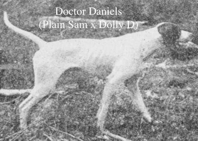 Doctor Daniels (Plain Sam x Dolly D) | Pointer 