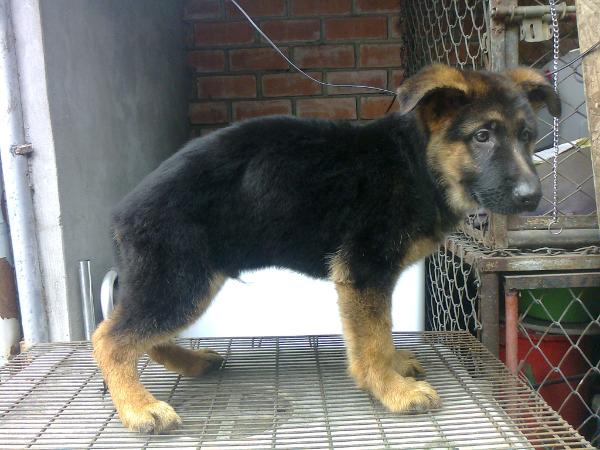 Ursus Von Uchofen | German Shepherd Dog 