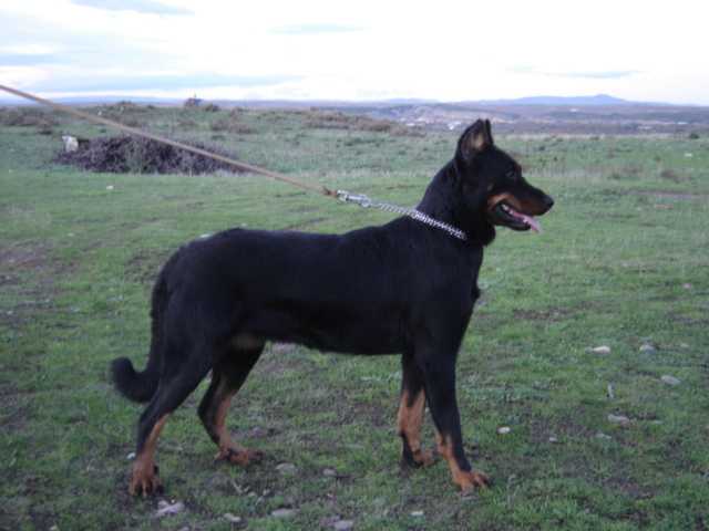 Unza de euskal herria | Beauceron 