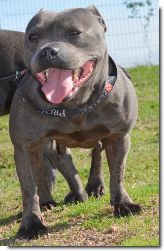 prom queen | Staffordshire Bull Terrier 