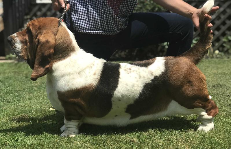 BassetBottomBassets Moravia Amazin Matilda Mooklan | Basset Hound 