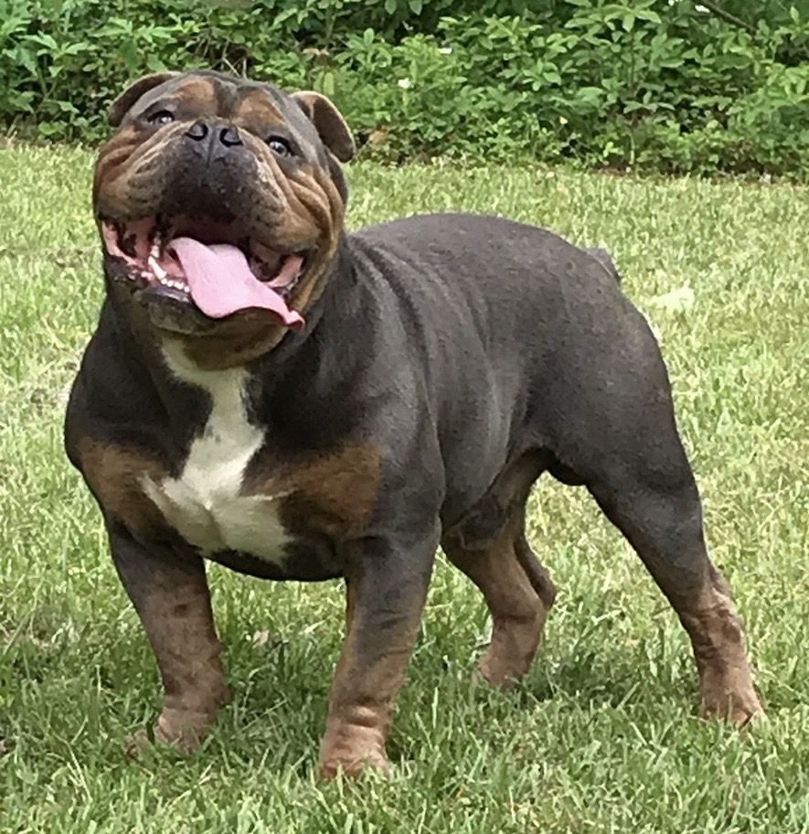 BR. Texas Phoenix Swagg | Olde English Bulldogge 