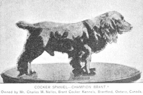 Brant (1885) AKC 005856 [Mr. Charles M Nelles] | American Cocker Spaniel 