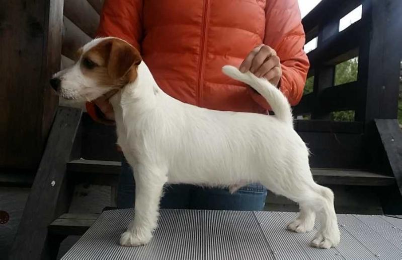 ROMEO MONTEKKI | Jack Russell Terrier 