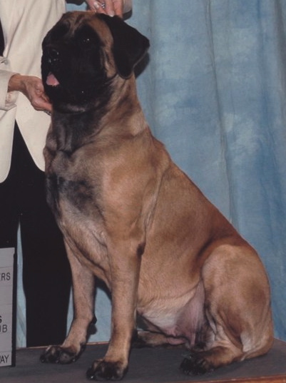 Lone Star Senorita Sonita | Mastiff 