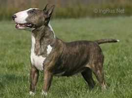 Royal Peanuts Billi Jean | Miniature Bull Terrier 