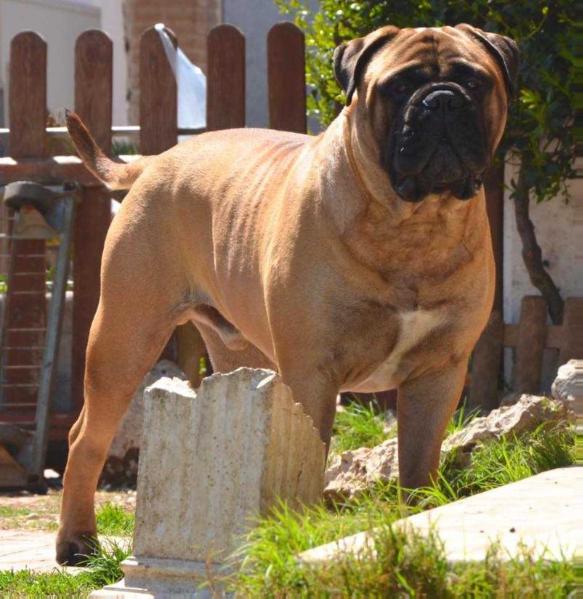 Romolo Dei Guardiani di Windsor | Bullmastiff 