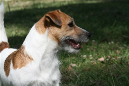 RASCALEE BRIDGET | Jack Russell Terrier 