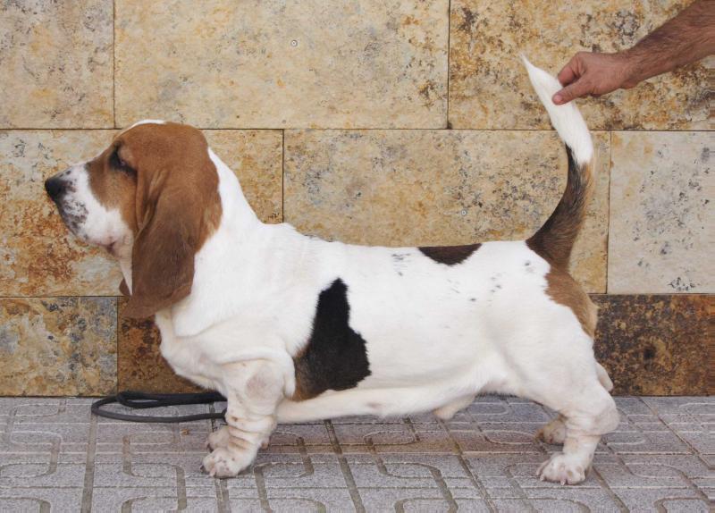 JAZZ DE VALLISLONGA | Basset Hound 