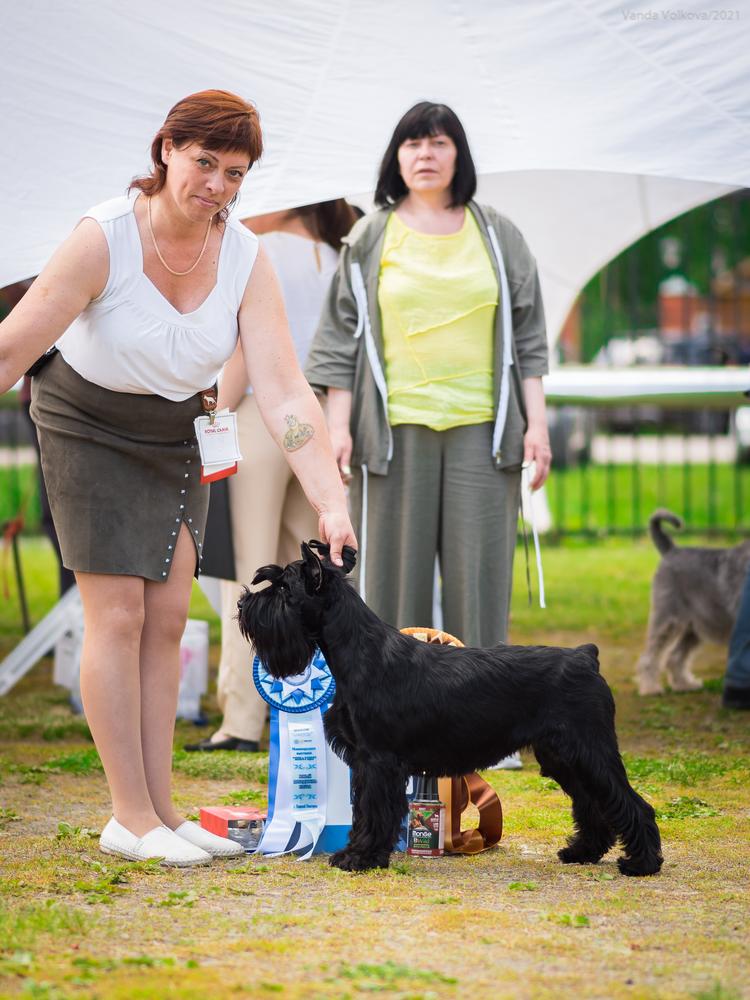 KORONOVANNAYA OSOBA OT DREVALLEY | Standard Schnauzer 