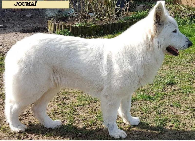 JOUMAÏ DE LA GRANGE AUX BLANCS | White Swiss Shepherd Dog 