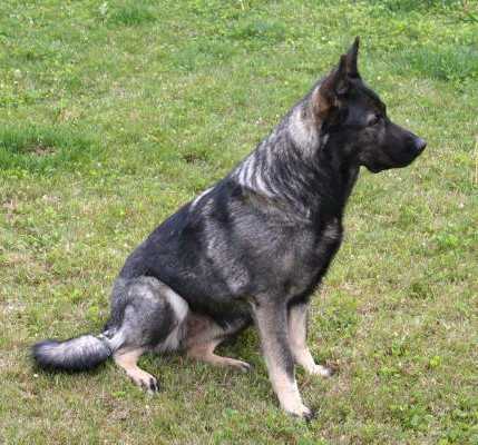 Mya Vom Hundjager | German Shepherd Dog 