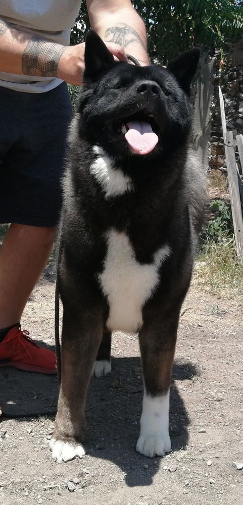 Sharon (Gonzalez) | Akita 