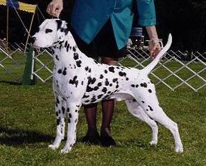 TNG N Zagreb the Temptation | Dalmatian 