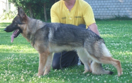 Hermine vom Friedrichsfelder Eck | German Shepherd Dog 