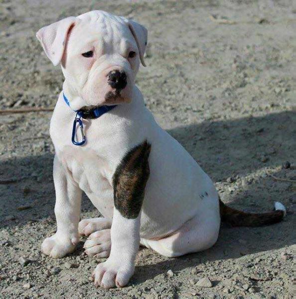 Rogbulls Orvis | American Bulldog 