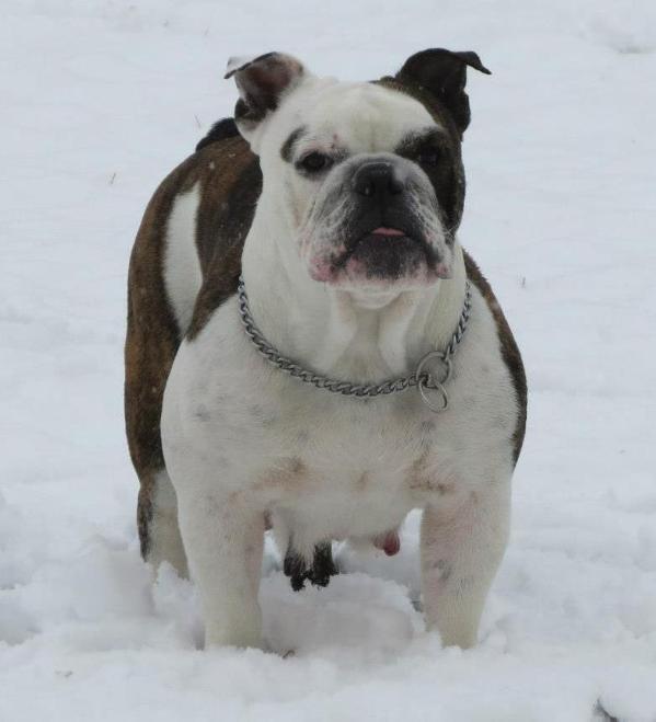 Nuyorican Bulldogges Kahlua | Olde English Bulldogge 