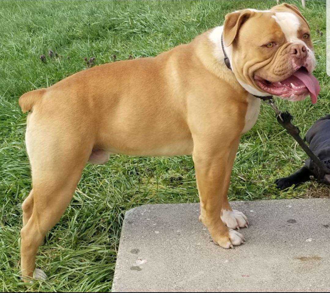 Buffalo creeks Simba | Olde English Bulldogge 