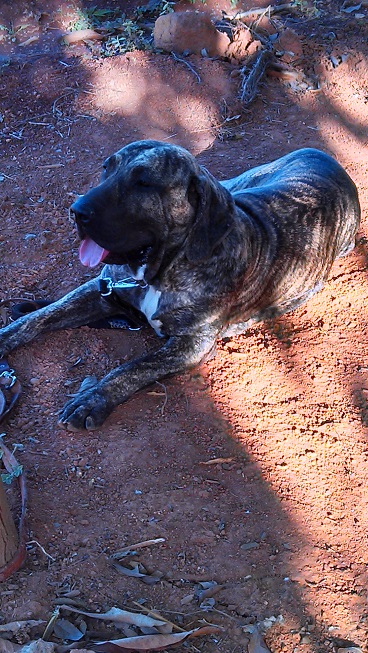 Huna Gigantes do Aporã | Fila Brasileiro 