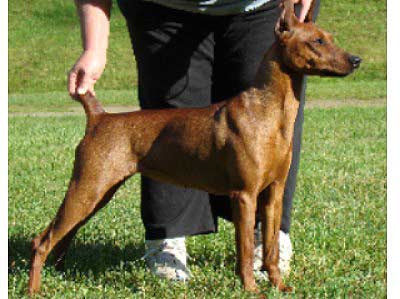 Xitamiz SERAH | German Pinscher 