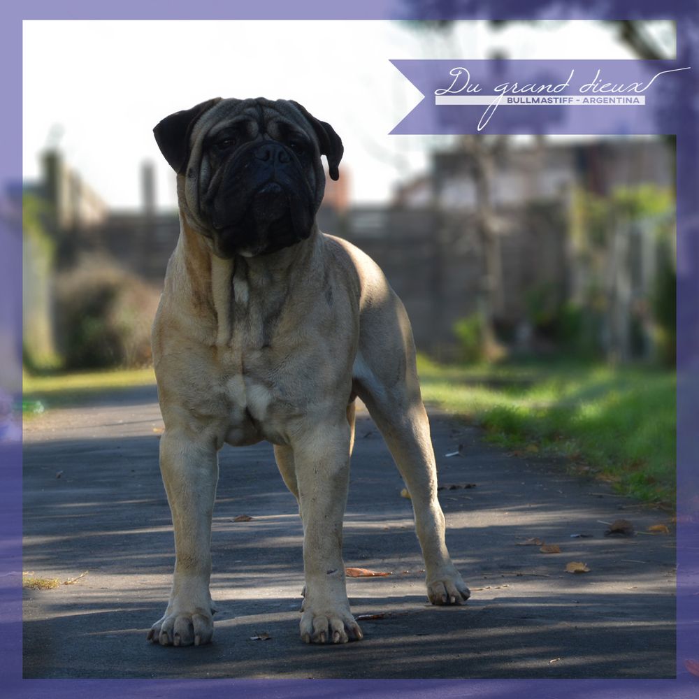 DU GRAND´S DIEUX HENDRIX | Bullmastiff 