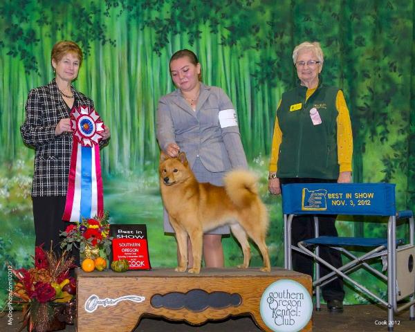 DV9K9's Royal Star | Finnish Spitz 