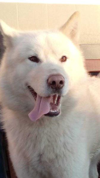 WHITE KING WOLF ZOV SEVERA UA | Alaskan Malamute 