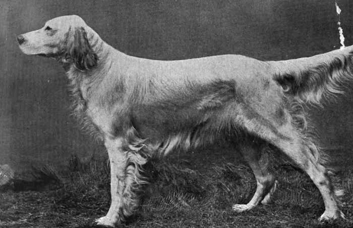 Countess Noble (1920s not yet otherwise specified) | English Setter 