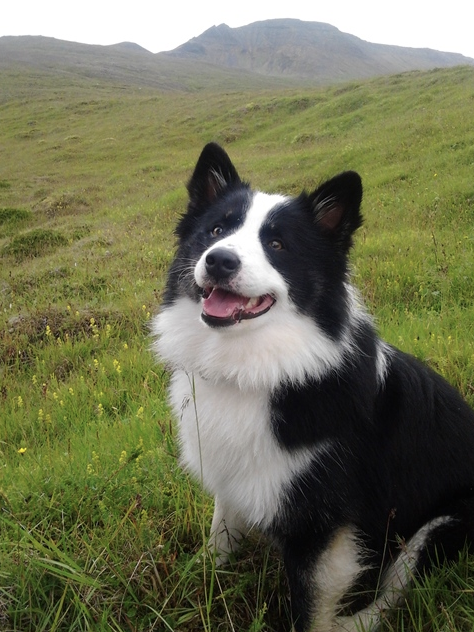 Snætinda Úlfur - IS13993/09 | Icelandic Sheepdog 