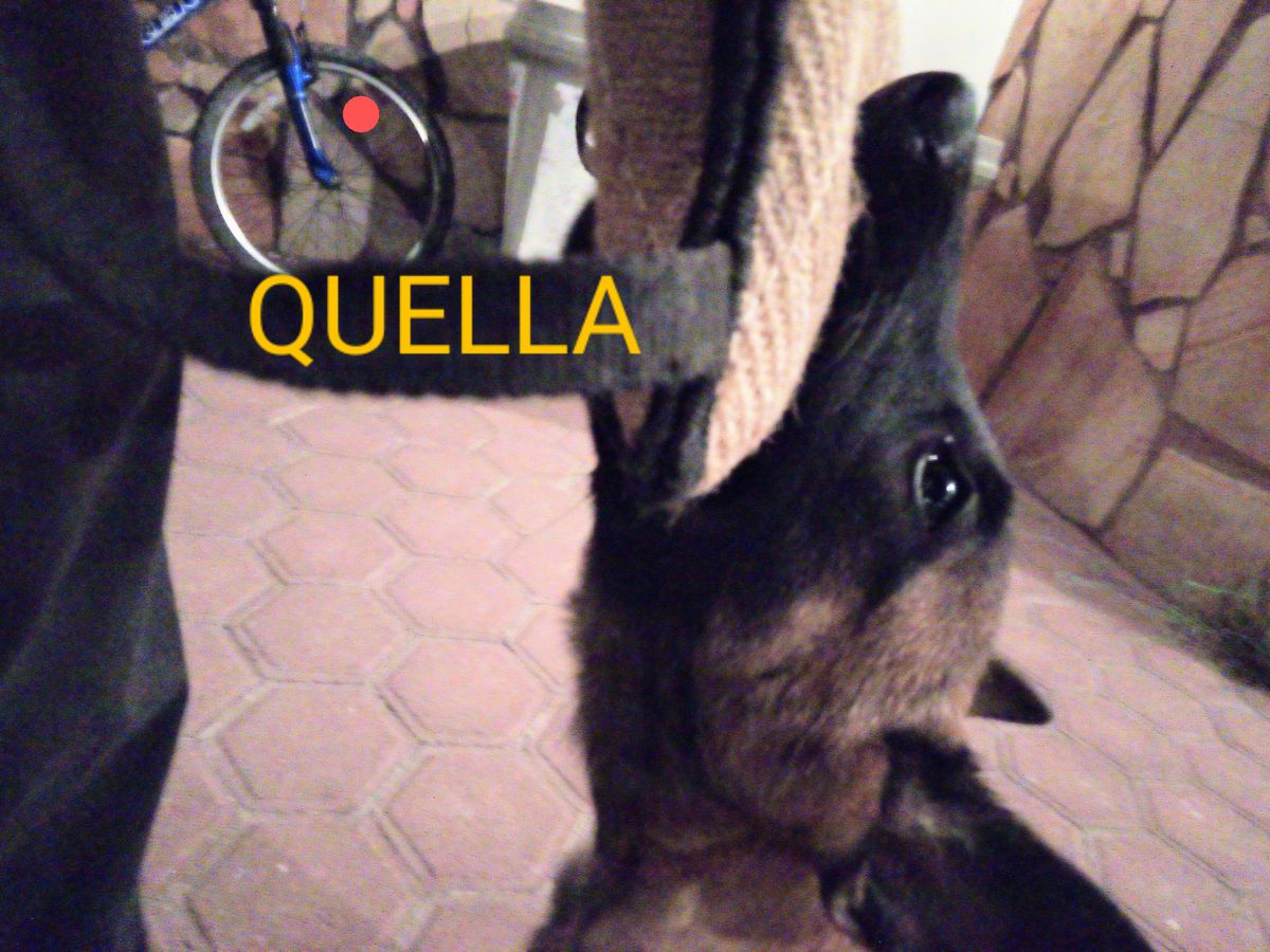 Quella (Tokunaga) | Belgian Malinois 