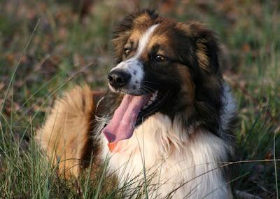 Rainbow's Toby Joe | English Shepherd 