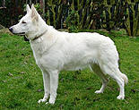 Faska Nova from the White Scorpions | White Swiss Shepherd Dog 