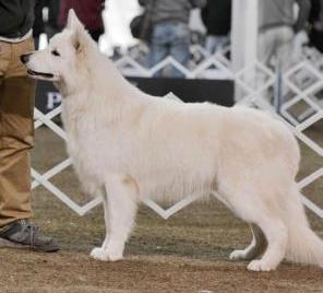 Don Corleone Wolves Des Altariel | White Swiss Shepherd Dog 